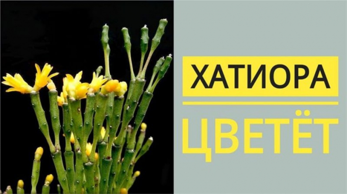 Хатіора: фото, види, догляд, пересадка в горщик, розмноження, цікаві факти