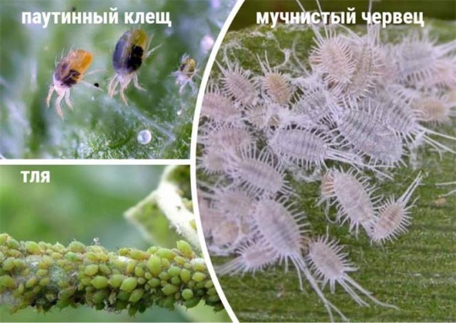 Хрестовник (100 фото): догляд за рослиною в домашніх умовах, посадка, підживлення, як поливати, пересадка