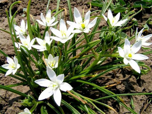 Індійська цибуля (птахомлечник хвостатий) – 110 фото квітки, інструкція з догляду в домашніх умовах