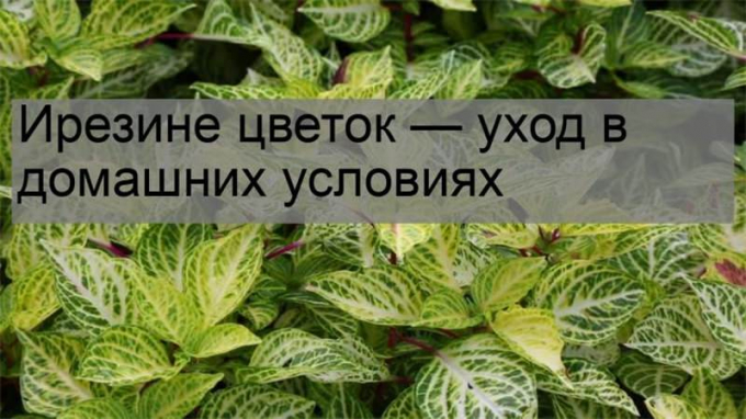 Ірезині – 125 фото квітки, а також докладна інструкція з догляду в домашніх умовах (полив, пересадка)