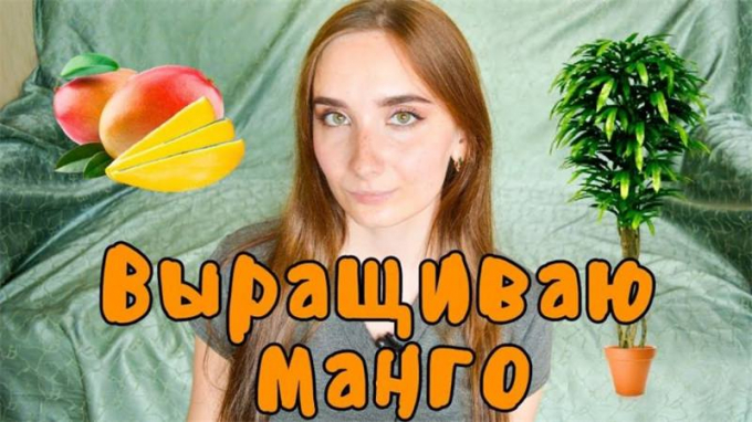 Як виростити манго з кісточки в домашніх умовах – поетапна інструкція з фото та опіанням