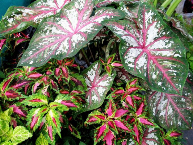 Каладіум: ТОП-100 фото кімнатної рослини, види, догляд, полив, розмноження, освітлення для квітки