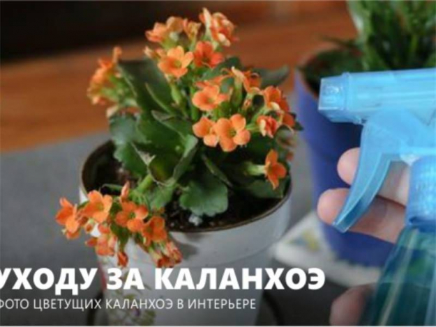 Каланхое (150 фото квітки): догляд та вирощування в домашніх умовах