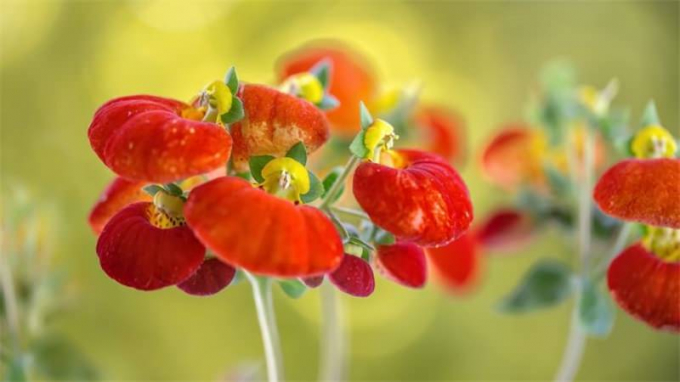 Кальцеолярія – 120 фото кімнатної рослини, правила догляду, посадка, розмноження, як і коли поливати