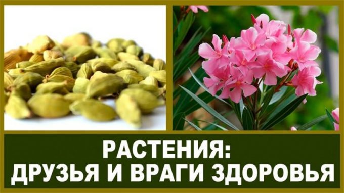 Кардамон (130 фото): інструкція з догляду в домашніх умовах, як і коли поливати, підживлення, пересадка