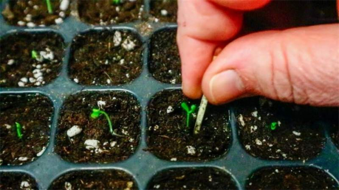 Катарантус: догляд у домашніх умовах + 120 фото квітки