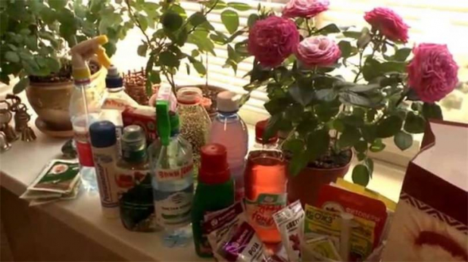 Кімнатна троянда (140 фото квітки) догляд у домашніх умовах, пересадка, розмноження, підживлення, цвітіння