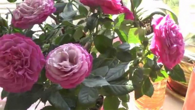 Кімнатна троянда (140 фото квітки) догляд у домашніх умовах, пересадка, розмноження, підживлення, цвітіння