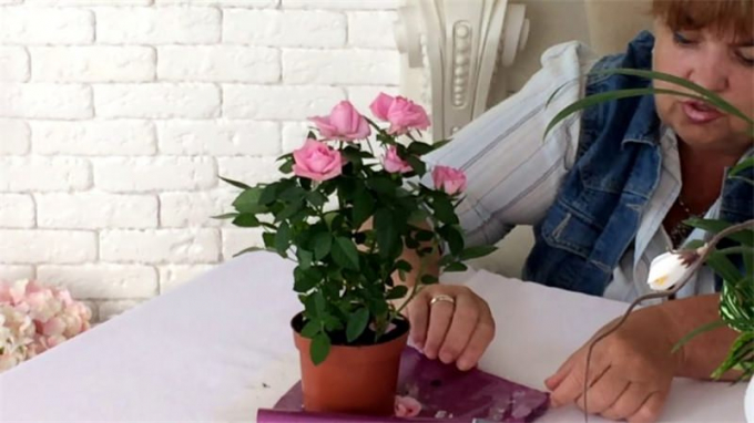 Кімнатна троянда (140 фото квітки) догляд у домашніх умовах, пересадка, розмноження, підживлення, цвітіння