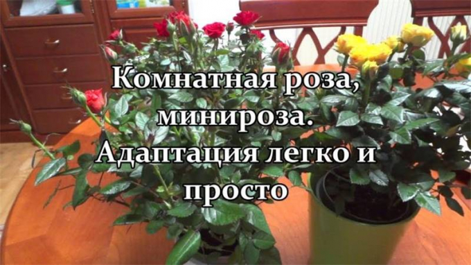 Кімнатна троянда (140 фото квітки) догляд у домашніх умовах, пересадка, розмноження, підживлення, цвітіння