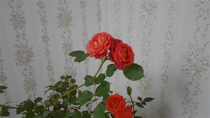 Кімнатна троянда (140 фото квітки) догляд у домашніх умовах, пересадка, розмноження, підживлення, цвітіння