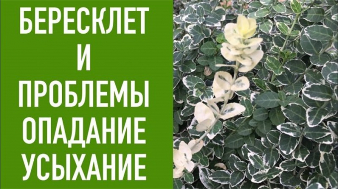 Кімнатний бруслин: правила догляду в домашніх умовах, фото, цікаві факти, зовнішній вигляд