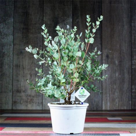 Кімнатний евкаліпт (130 фото): догляд у домашніх умовах, посадка, підживлення, розмноження, як і коли поливати