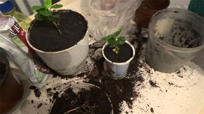 Кімнатний лимон: догляд у домашніх умовах + інструкція вирощування з кісточки