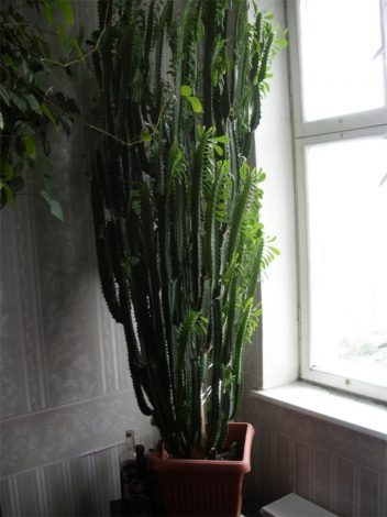 Кімнатний молочай (110 фото): правила догляду в домашніх умовах, види, фото, полив, пересадка