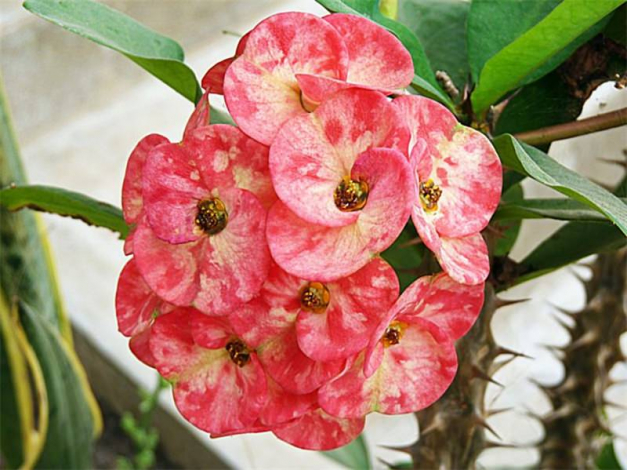 Кімнатний молочай (110 фото): правила догляду в домашніх умовах, види, фото, полив, пересадка