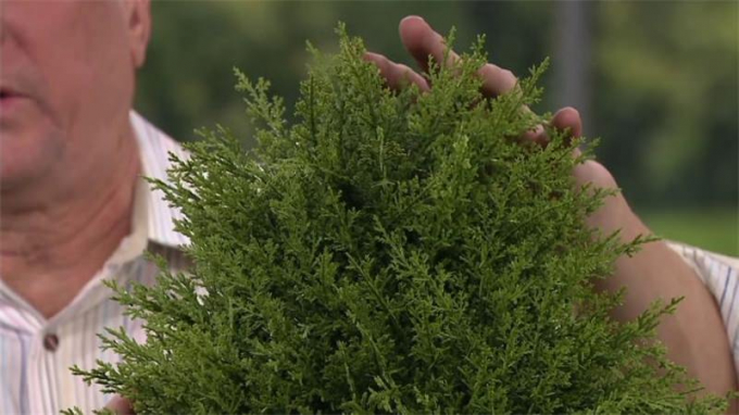 Кіпарис: догляд у домашніх умовах, фото, види, розмноження, як і коли поливати, пересадка
