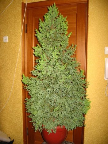 Кіпарис: догляд у домашніх умовах, фото, види, розмноження, як і коли поливати, пересадка