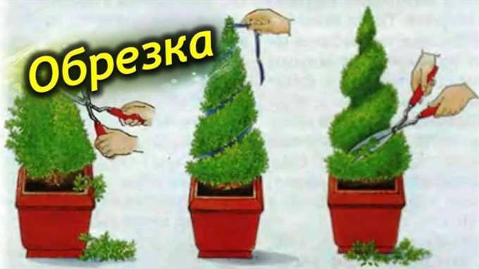 Кіпарис: догляд у домашніх умовах, фото, види, розмноження, як і коли поливати, пересадка