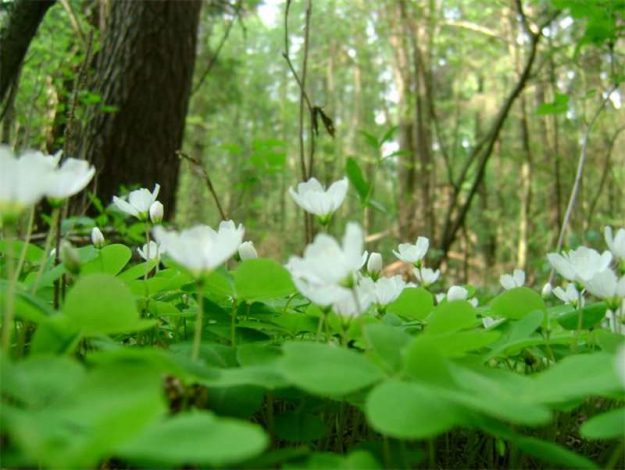 Кислиця (Оксаліс): 150 фото квітки, інструкція з догляду в домашніх умовах