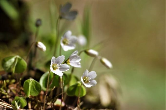 Кислиця (Оксаліс): 150 фото квітки, інструкція з догляду в домашніх умовах