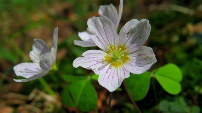 Кислиця (Оксаліс): 150 фото квітки, інструкція з догляду в домашніх умовах