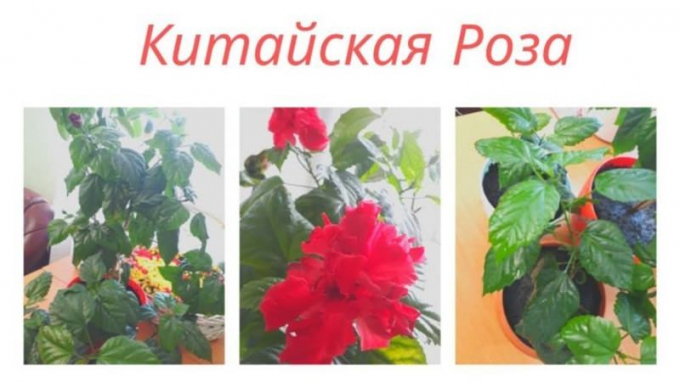 Китайська троянда (Гібіскус): фото, інструкція з догляду, пересадка, розмноження, цвітіння, цікаві факти, прикмети