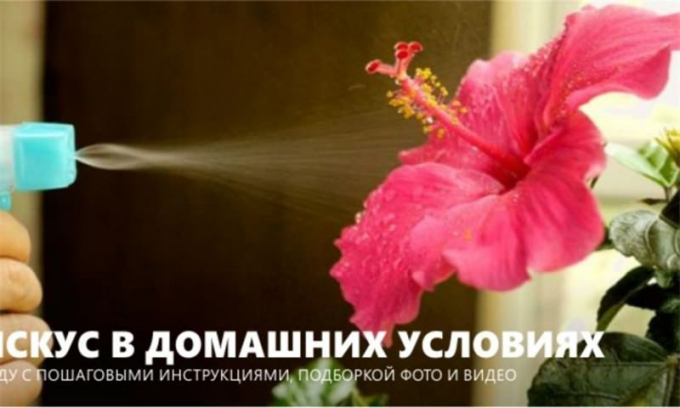 Китайська троянда (Гібіскус): фото, інструкція з догляду, пересадка, розмноження, цвітіння, цікаві факти, прикмети
