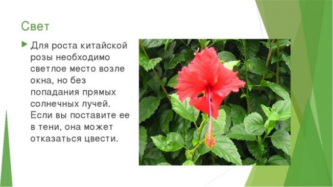 Китайська троянда (Гібіскус): фото, інструкція з догляду, пересадка, розмноження, цвітіння, цікаві факти, прикмети