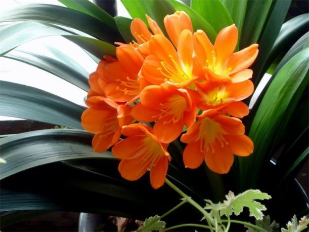 Клівія: догляд за квіткою в домашніх умовах, пересадка, як поливати, розмноження (120 фото)