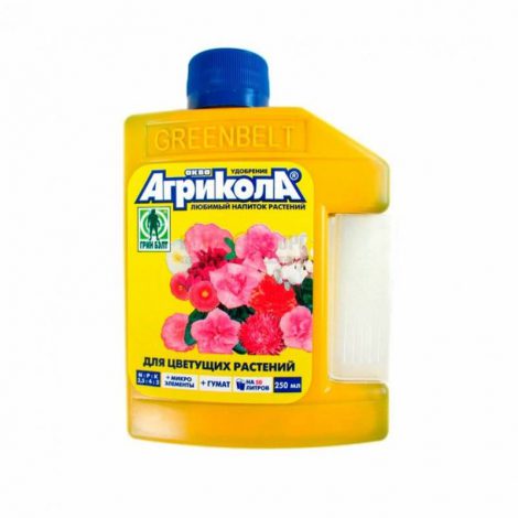Клівія: догляд за квіткою в домашніх умовах, пересадка, як поливати, розмноження (120 фото)