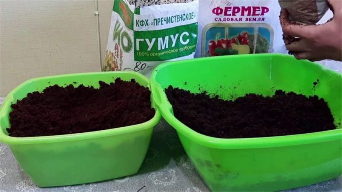 Клузія (150 фото): догляд та вирощування в домашніх умовах, пересадка в горщик, полив
