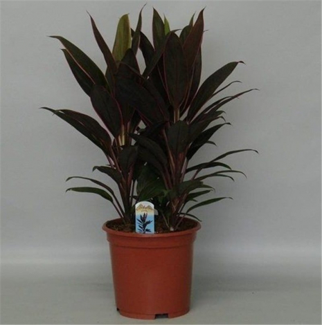 Кордиліна (100 фото): інструкція з догляду, вирощування, пересадка, полив, розмноження, види