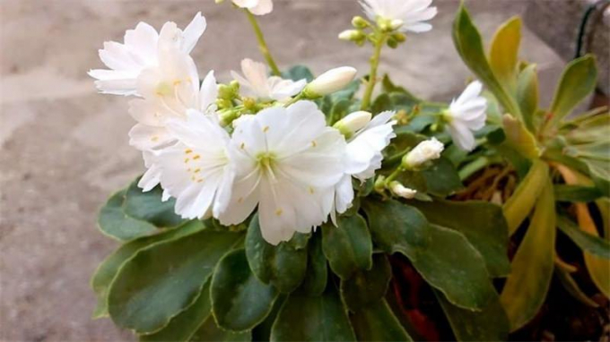 Котиледон (140 фото): догляд у домашніх умовах, види, фото, підживлення, полив, хвороби та шкідники кімнатної рослини