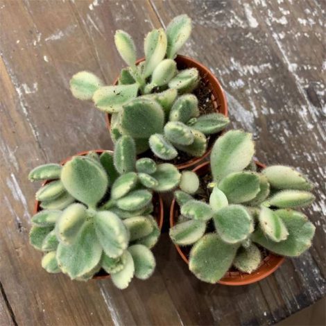 Котиледон (140 фото): догляд у домашніх умовах, види, фото, підживлення, полив, хвороби та шкідники кімнатної рослини