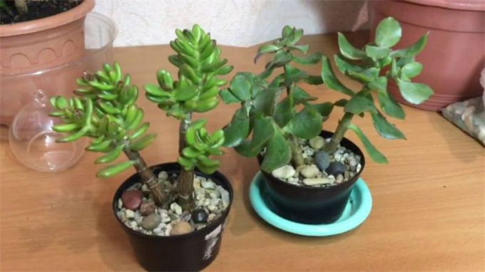 Крассула (Грошове дерево або Товстянка): догляд у домашніх умовах, розмноження, пересадка, фото