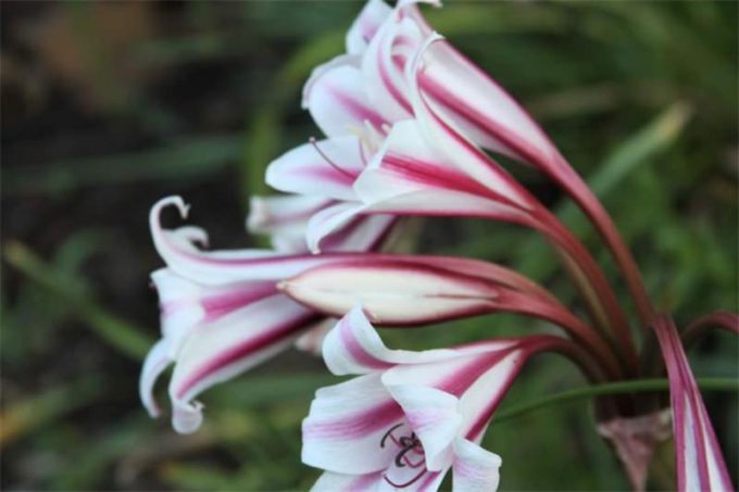 Кринум – догляд та вирощування в домашніх умовах, фото квітки, полив, пересадка в горщик