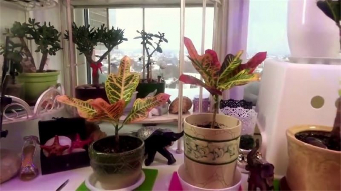 Кротон (Кодієум): догляд у домашніх умовах, види, підживлення, фото, пересадка, цікаві факти про рослину