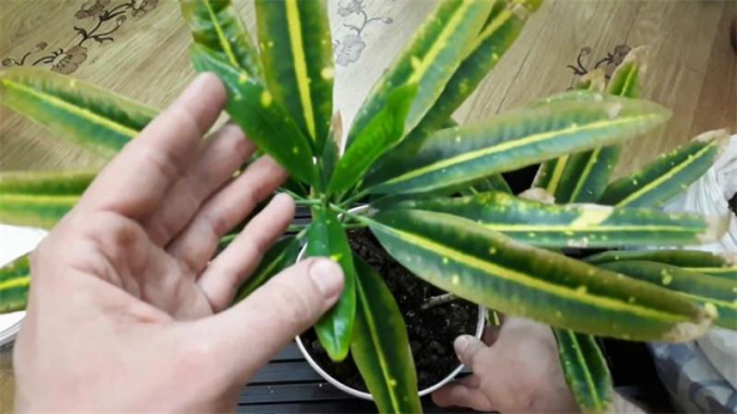 Кротон (Кодієум): догляд у домашніх умовах, види, підживлення, фото, пересадка, цікаві факти про рослину