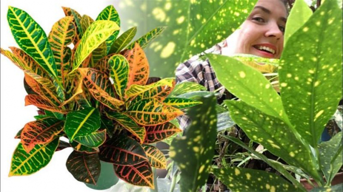Кротон (Кодієум): догляд у домашніх умовах, види, підживлення, фото, пересадка, цікаві факти про рослину