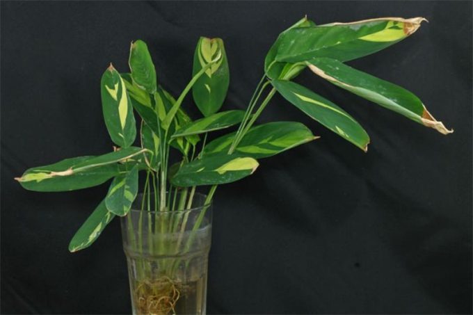 Ктенанта (Ctenanthe): огляд кімнатної рослини, посадка, розмноження, догляд, фото, правила поливу