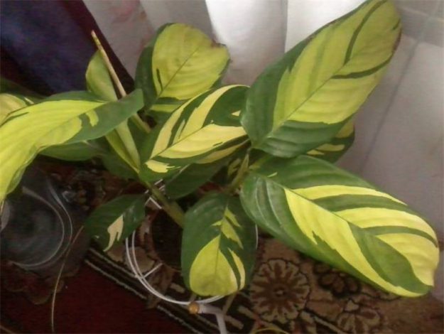 Ктенанта (Ctenanthe): огляд кімнатної рослини, посадка, розмноження, догляд, фото, правила поливу