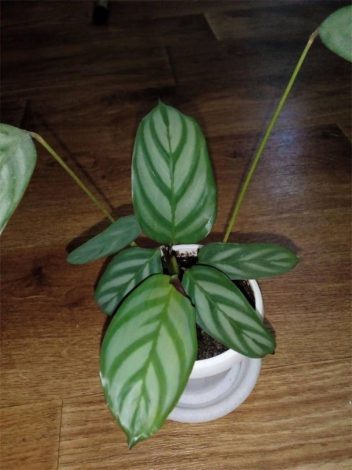 Ктенанта (Ctenanthe): огляд кімнатної рослини, посадка, розмноження, догляд, фото, правила поливу