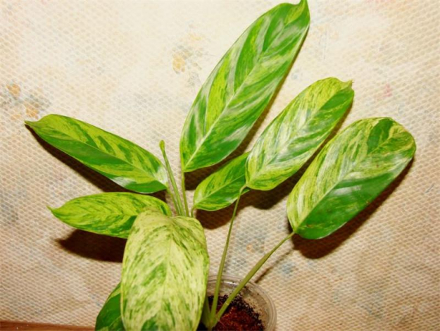 Ктенанта (Ctenanthe): огляд кімнатної рослини, посадка, розмноження, догляд, фото, правила поливу