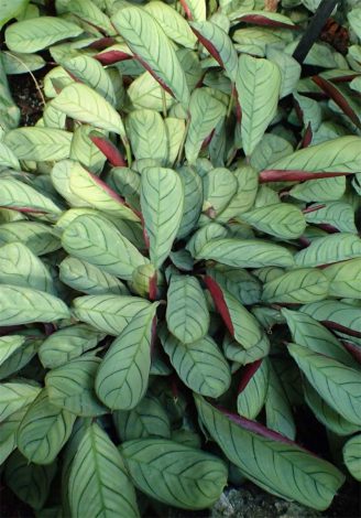 Ктенанта (Ctenanthe): огляд кімнатної рослини, посадка, розмноження, догляд, фото, правила поливу