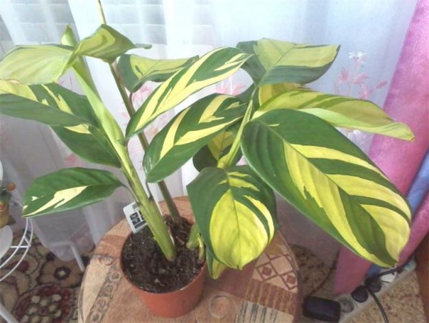 Ктенанта (Ctenanthe): огляд кімнатної рослини, посадка, розмноження, догляд, фото, правила поливу