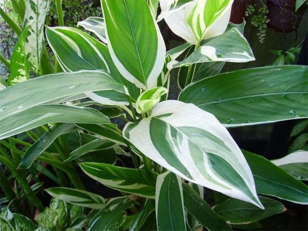 Ктенанта (Ctenanthe): огляд кімнатної рослини, посадка, розмноження, догляд, фото, правила поливу