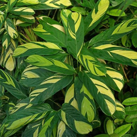 Ктенанта (Ctenanthe): огляд кімнатної рослини, посадка, розмноження, догляд, фото, правила поливу