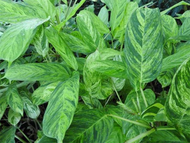 Ктенанта (Ctenanthe): огляд кімнатної рослини, посадка, розмноження, догляд, фото, правила поливу