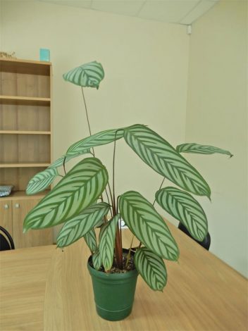 Ктенанта (Ctenanthe): огляд кімнатної рослини, посадка, розмноження, догляд, фото, правила поливу